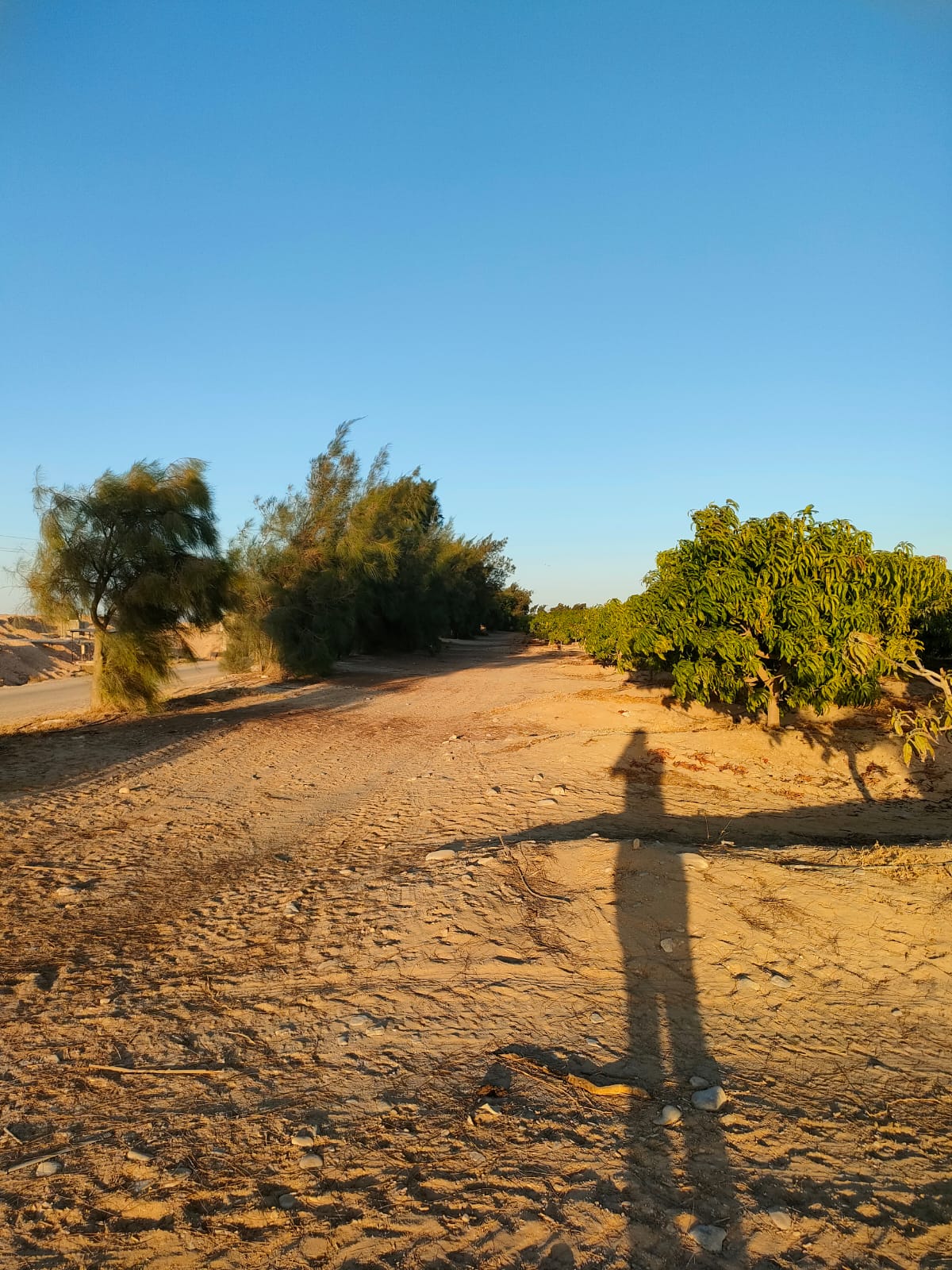 الشركة العالمية للاستثمار والتوكيلات التجارية (أكيكا)